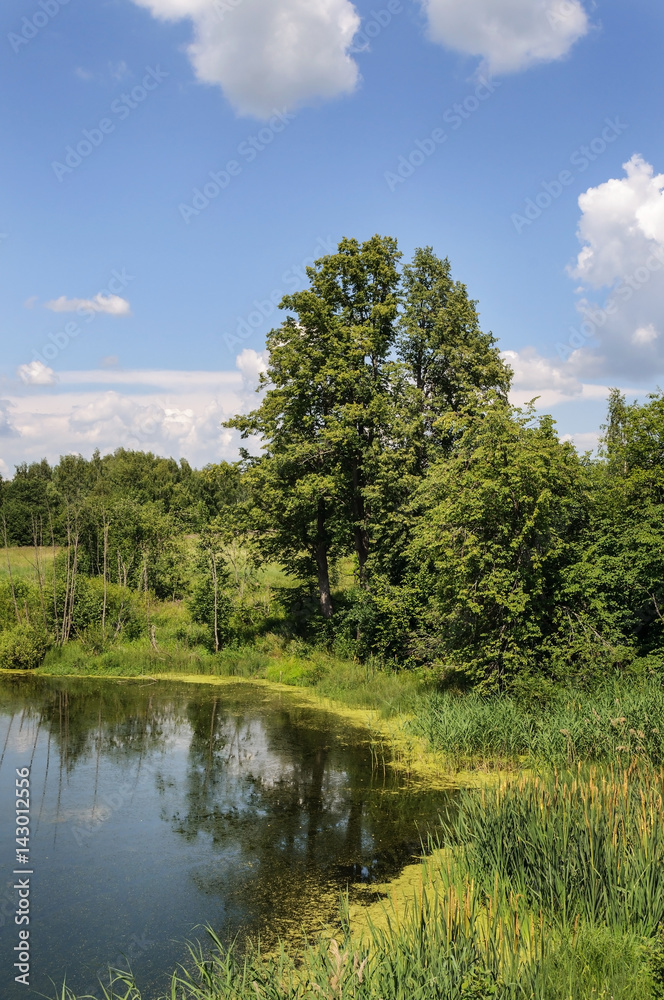 Bank of small forest lake