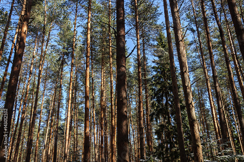 Pine trunks in spring forest