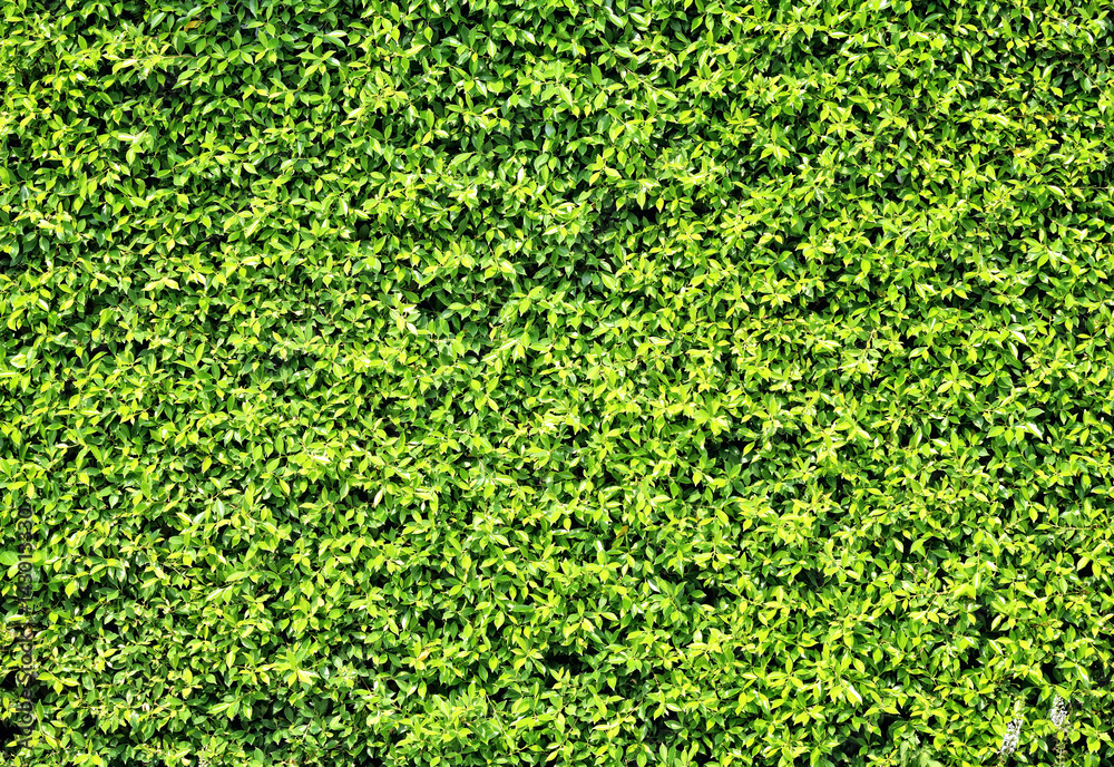 Green leaves background Green leaves background