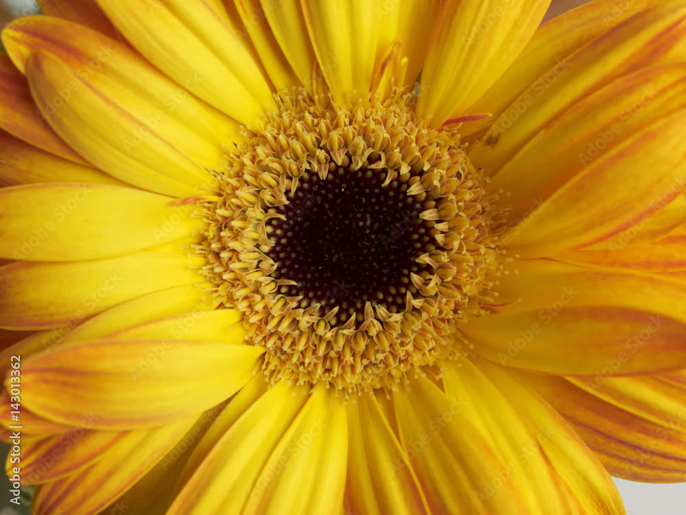 yellow gerber daisy closeup, natural background yellow gerber daisy closeup, natural background