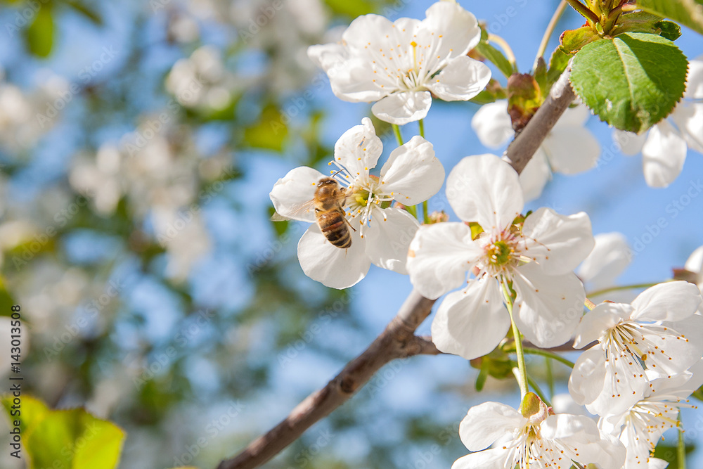 Bee collects nectar and pollen on a blossoming cherry tree branch.