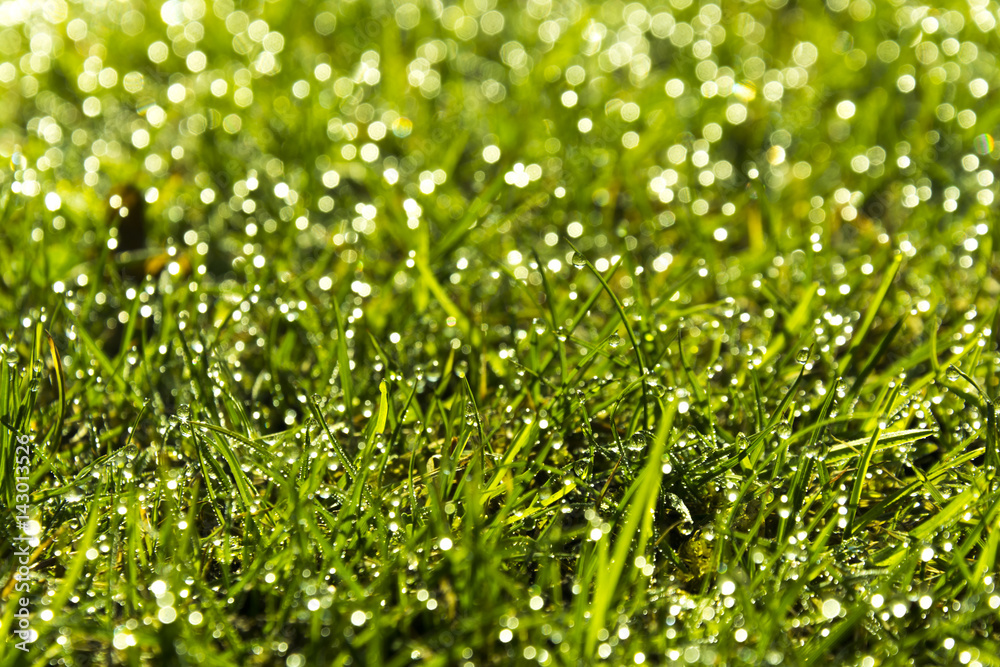 Green nature background. Green grass with blurry dew. Green nature background. Green grass with blurry dew.