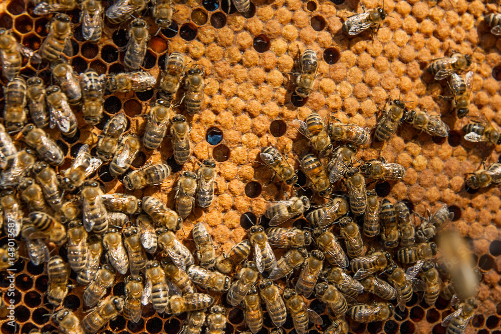 Busy bees inside hive with sealed cells for their young. Busy bees inside hive with sealed cells for their young.