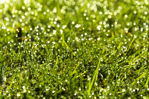 Green nature background. Green grass with blurry dew.