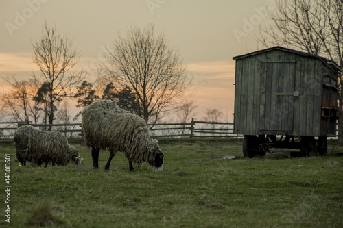 Sheeps on farm in village during sundown. Grazer sheep on green grass before wooden penthhouse in corral from wooden fence. Silhouette of trees. photo