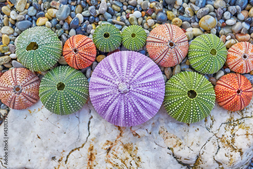colorful sea urchins on white rock and pebles beach