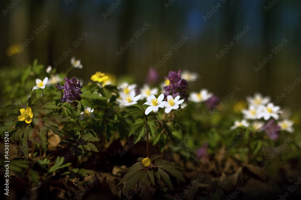 Obraz premium Fresh spring forest full of colors