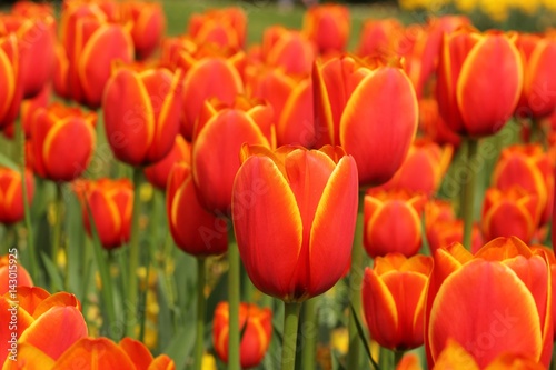 Tulips flowers garden