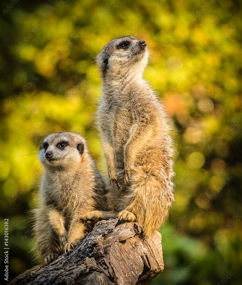 Fototapeta premium two suricata