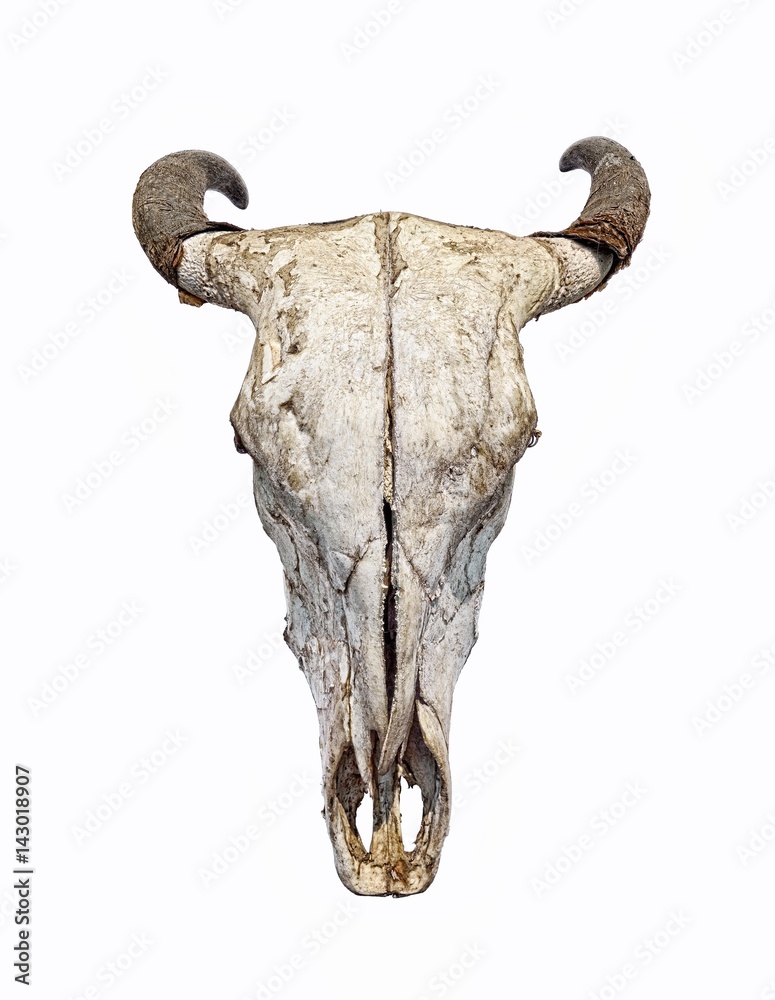 Fototapeta premium Bull Skull isolated on white background