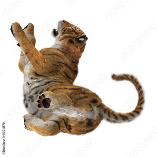Fototapeta Naklejka Na Ścianę i Meble -  3D Rendering Big Cat Tiger on White