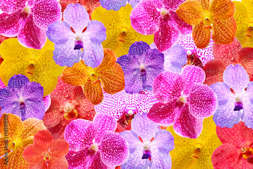 Colorful orchids flat lay for background