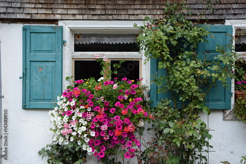 Blumenfenster in den Alpen