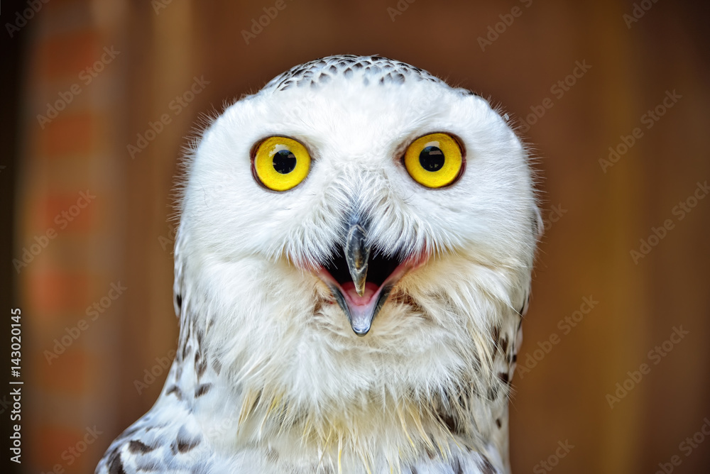 Snowy Owl - Bubo scandiacus : Closeup Snowy Owl - Bubo scandiacus : Closeup
