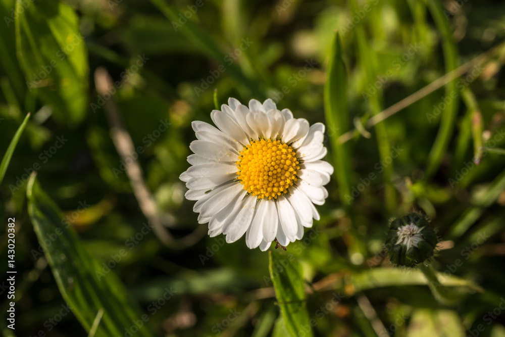 White flower White flower