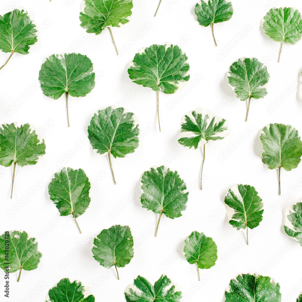 Floral pattern made of green leaves, branches on white background. Flat lay, top view. Leaf pattern texture. Floral pattern made of green leaves, branches on white background. Flat lay, top view. Leaf pattern texture.