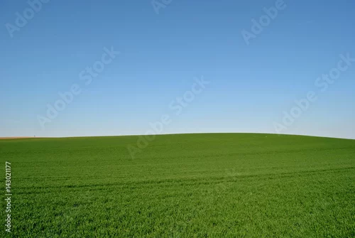 Obraz Młode zboże