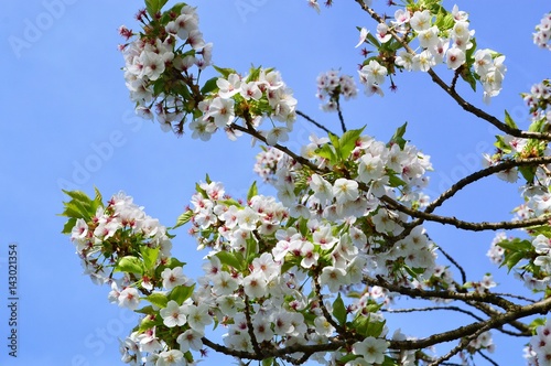 Colourful Spring blossom against a blue sky.