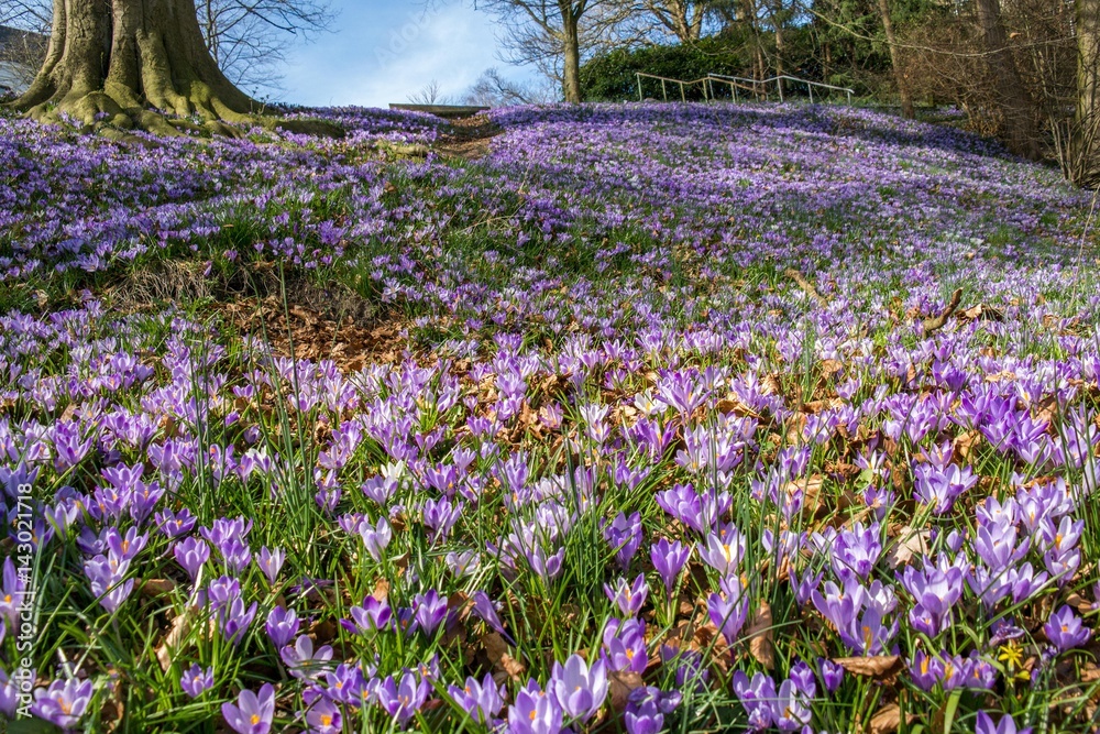 Obraz premium blooming crocus meadow on a hill in Flensburg