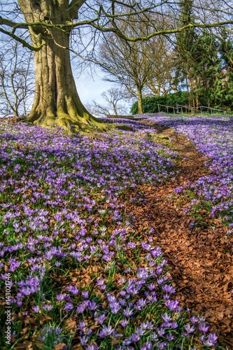 Wallpaper Mural path way through a crocus field  Torontodigital.ca