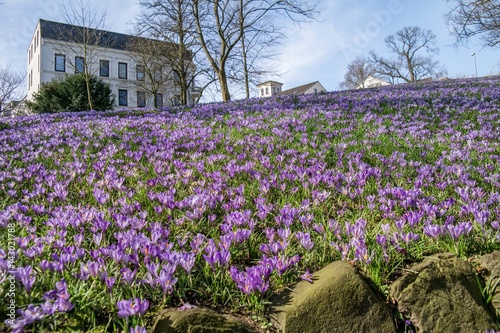 blooming crocus meadow on a hill in Flensburg