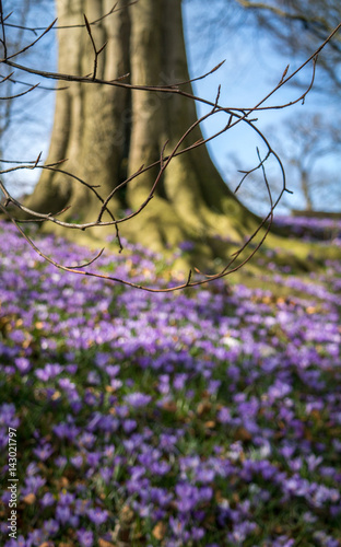close-up of branches before a blooming crocus field