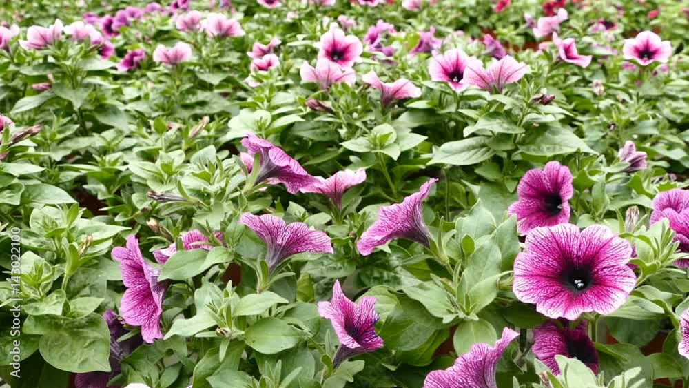 Colorful petunias close-up. A huge area planted colorful flowers petunias Colorful petunias close-up. A huge area planted colorful flowers petunias