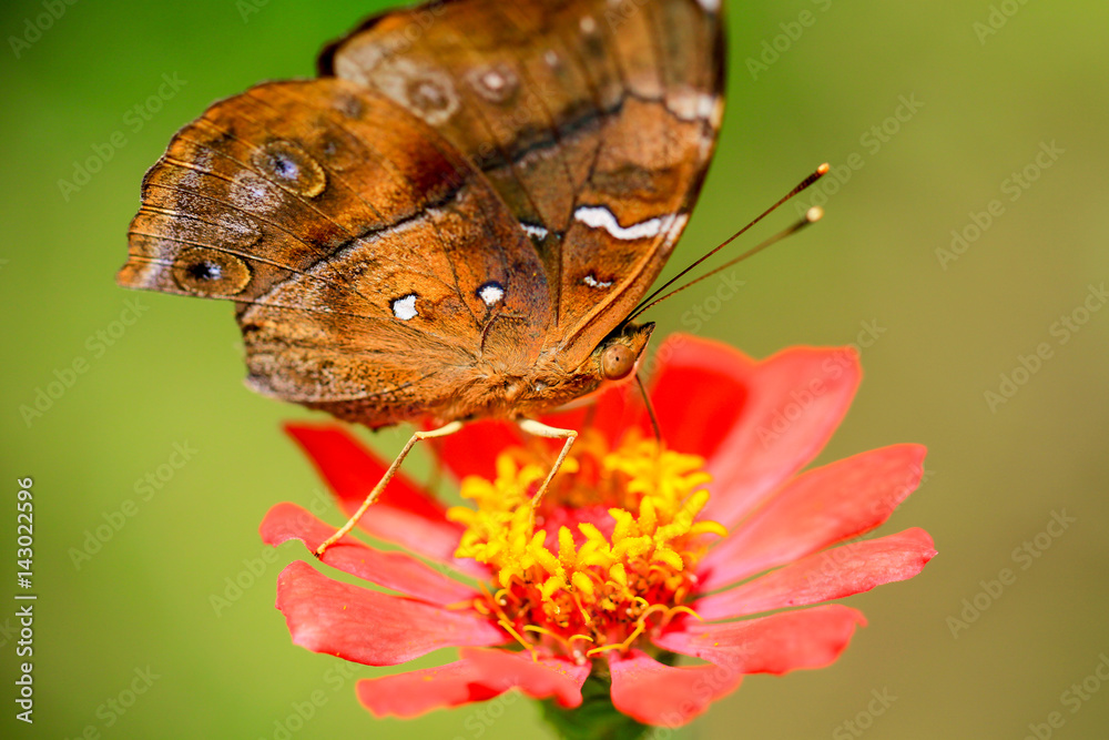 Fototapeta premium Butterfly in Macro
