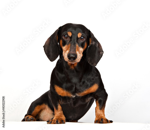 Portrait of a dachshund dog on a white background © annatronova