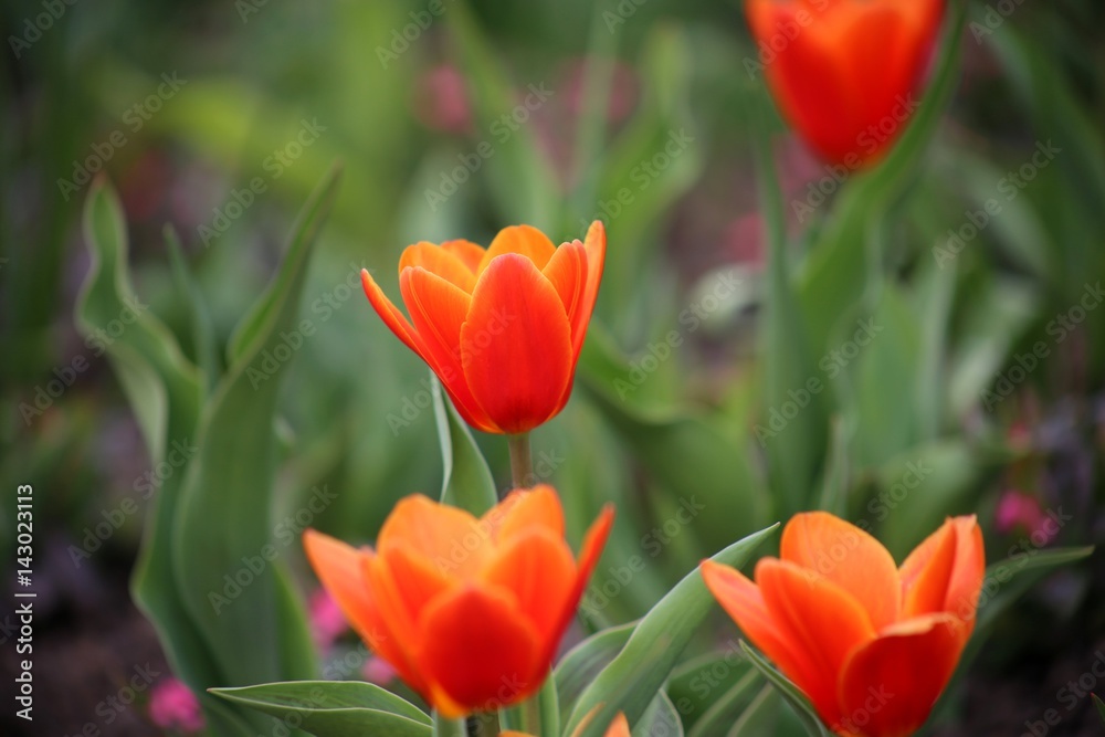 rote Tulpen Blumenfeld (Tulipa Kaufmanniana) rote Tulpen Blumenfeld (Tulipa Kaufmanniana)