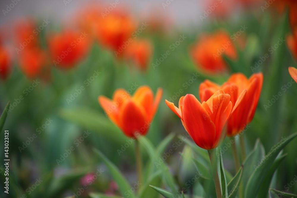 rote Tulpen Blumenfeld (Tulipa Kaufmanniana) rote Tulpen Blumenfeld (Tulipa Kaufmanniana)