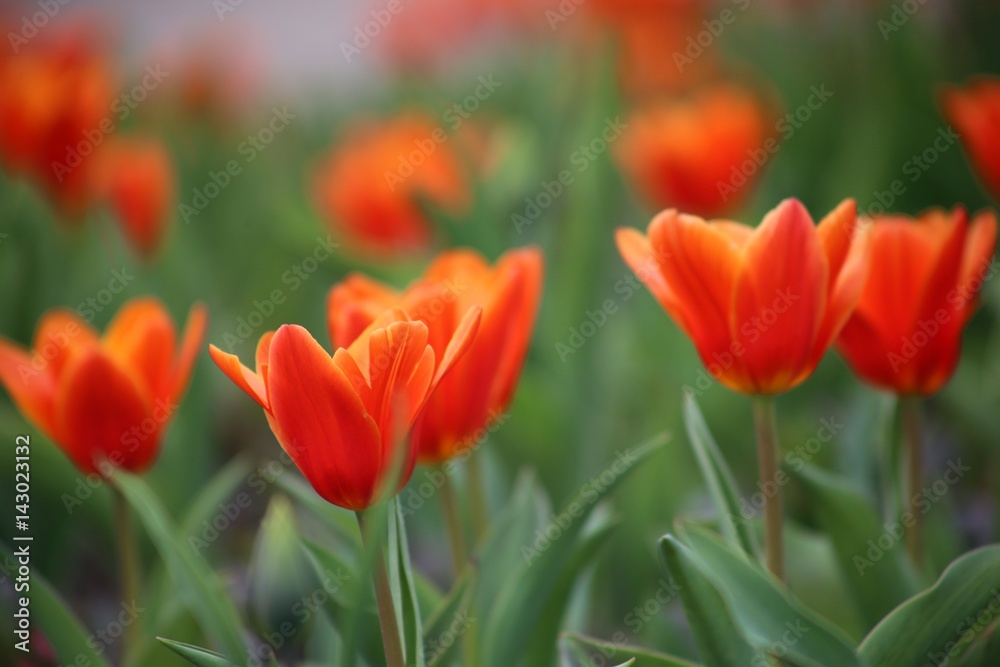 rote Tulpen Blumenfeld (Tulipa Kaufmanniana)