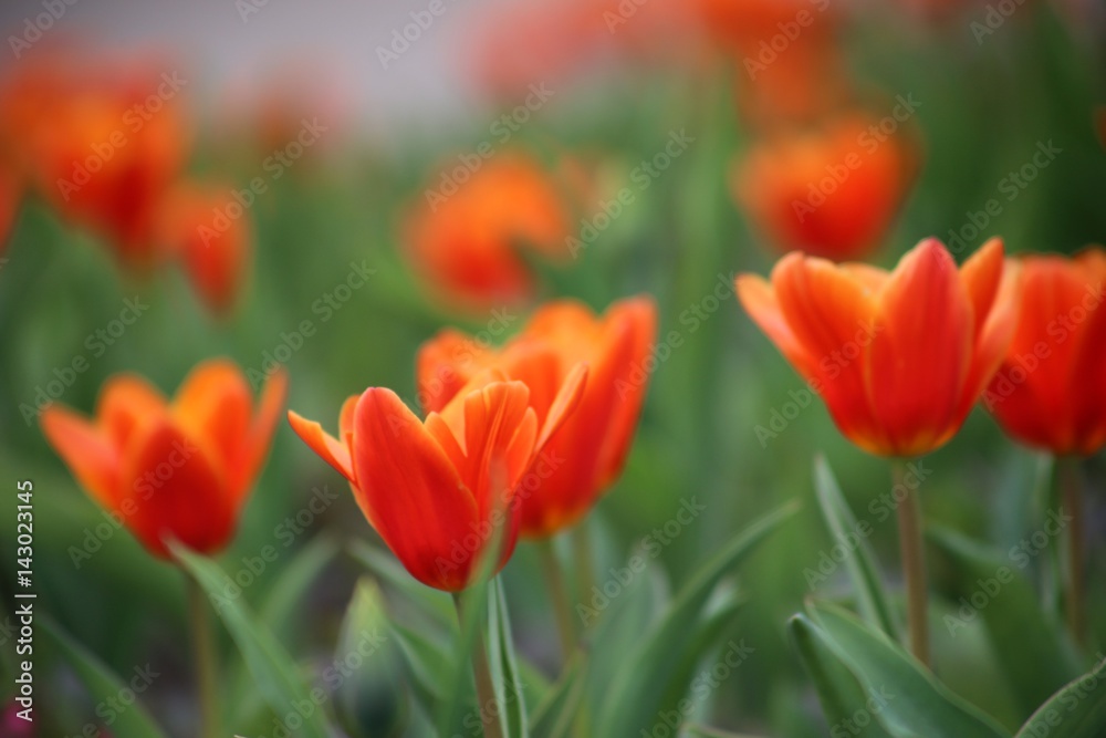 rote Tulpen Blumenfeld (Tulipa Kaufmanniana) rote Tulpen Blumenfeld (Tulipa Kaufmanniana)