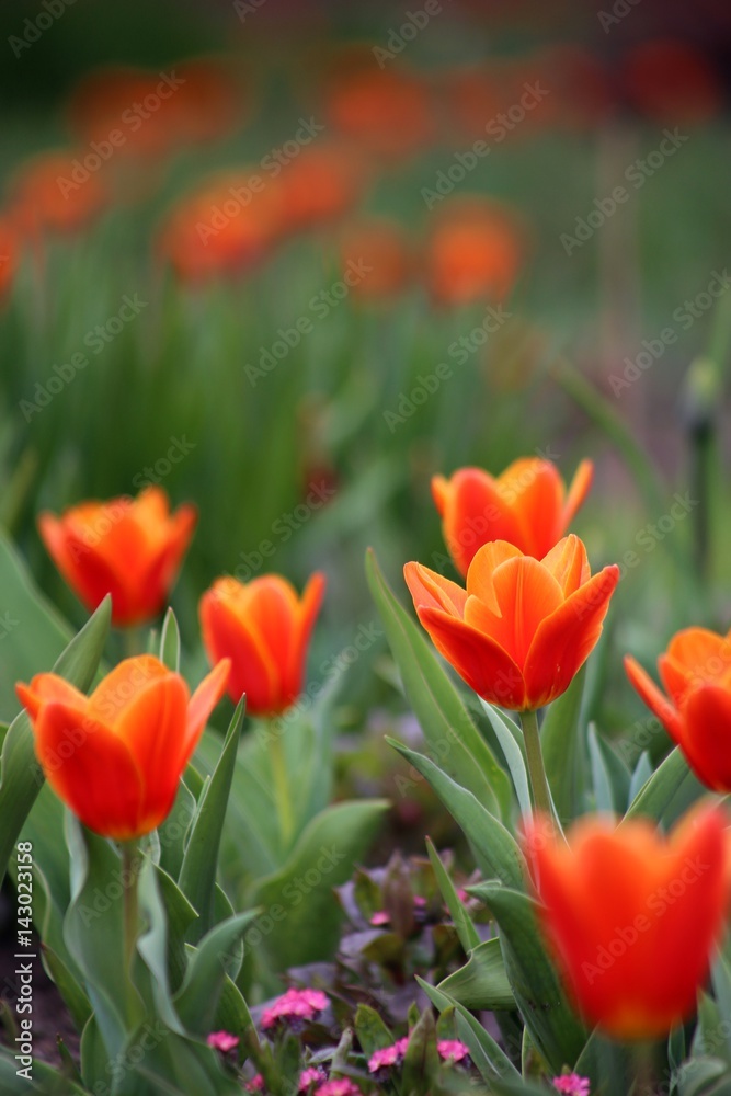 Obraz premium rote Tulpen Blumenfeld (Tulipa Kaufmanniana)