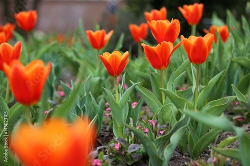 Fototapeta Naklejka Na Ścianę i Meble -  rote Tulpen Blumenfeld (Tulipa Kaufmanniana)