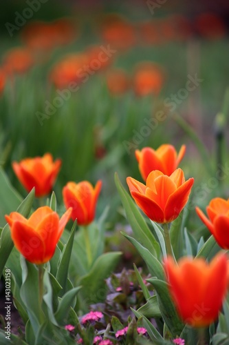 rote Tulpen Blumenfeld  Tulipa Kaufmanniana 