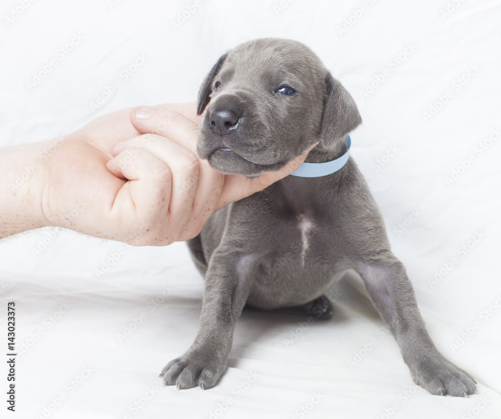 Puppy Puppy