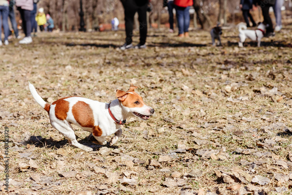 What To Do If Dog Runs Off Leash