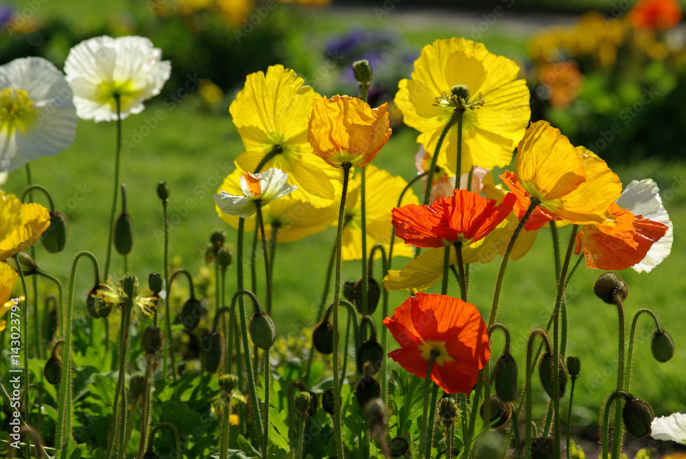 Obraz premium Pavots au lever du soleil au jardin au printemps