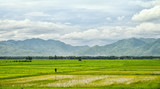 Rice field with a farmer and mountains background
