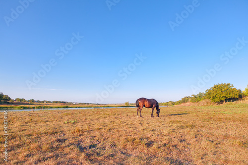 rural scene with horse
