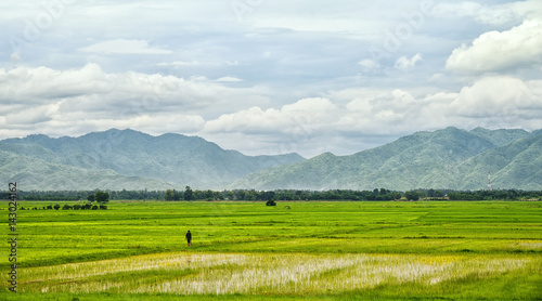 Rice field with a farmer and mountains background