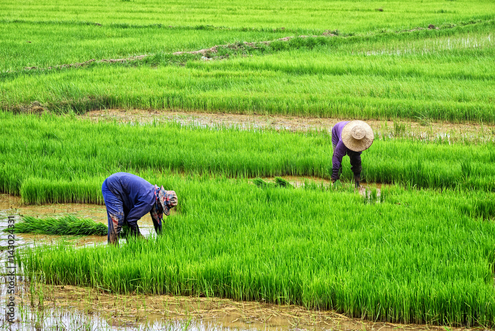 Farmers plant rice in rice field, Thailand Farmers plant rice in rice field, Thailand