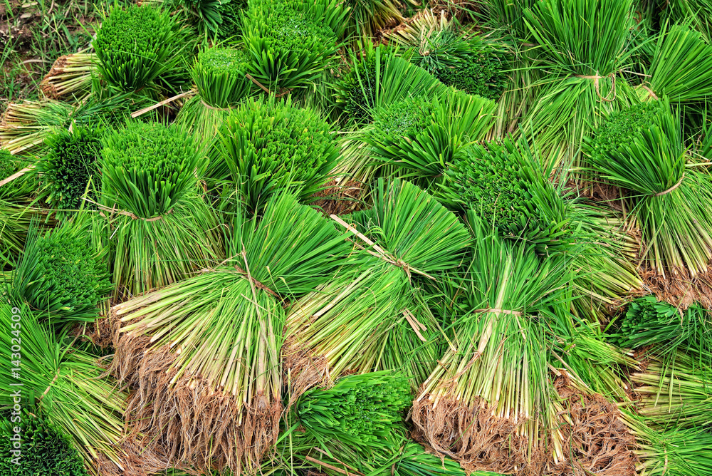 Closeup young rice sprout ready to growing in the rice field : Thailand Closeup young rice sprout ready to growing in the rice field : Thailand
