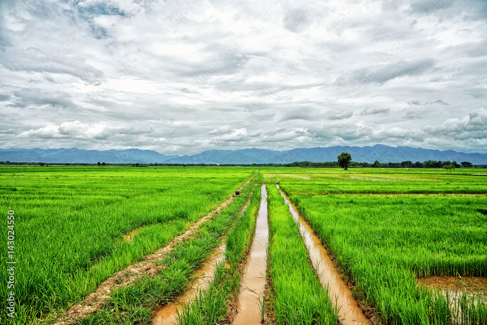 Rice field and mountains background