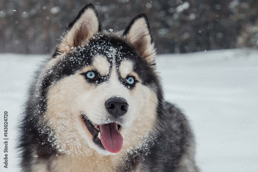 Close up portrait of Husky dog on winter background