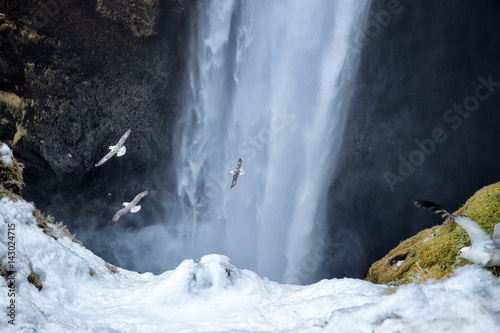 Seagulls flying near by waterfall - Skógafoss, Iceland photo