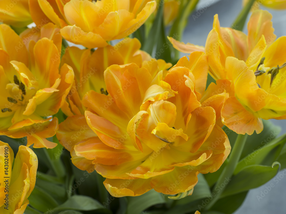 Obraz premium Tulpen