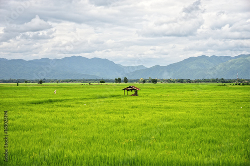 Hut in green rice field and mountains blackground © Prin