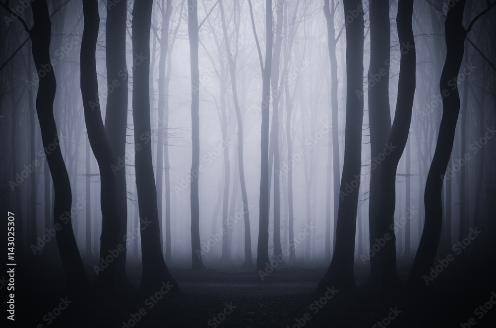 Obraz premium dark fantasy woods landscape